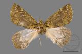 ǦW:Dindica polyphaenaris