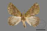 ǦW:Dindica polyphaenaris