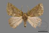 ǦW:Dindica polyphaenaris