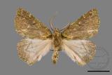 ǦW:Dindica polyphaenaris