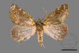 ǦW:Dindica polyphaenaris