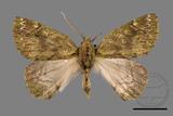 ǦW:Dindica polyphaenaris