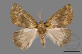 ǦW:Dindica polyphaenaris