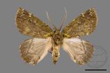 ǦW:Dindica polyphaenaris