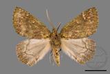 ǦW:Dindica polyphaenaris