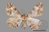 ǦW:Alcis taiwanovariegata