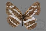 ǦW:Neptis hylas luculenta