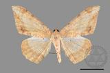 ǦW:Luxiaria mitorrhaphes