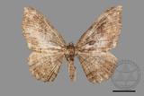 ǦW:Telenomeuta punctimarginaria