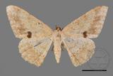 ǦW:Luxiaria mitorrhaphes