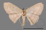 ǦW:Scopula sp.