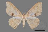 ǦW:Luxiaria mitorrhaphes