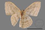 ǦW:Scopula sp.