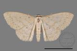 ǦW:Scopula sp.