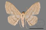 ǦW:Scopula sp.