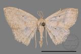 ǦW:Scopula sp.