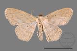 ǦW:Scopula sp.