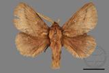 ǦW:Euthrix sp.