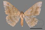 ǦW:Luxiaria mitorrhaphes