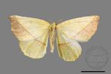 ǦW:Auaxa cesadaria