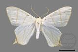 ǦW:Ourapteryx pallidula