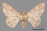 ǦW:Cleora repulsaria