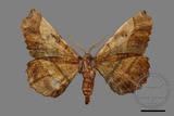 ǦW:Acrodontis aenigma