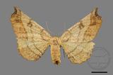 ǦW:Acrodontis aenigma