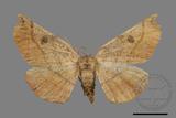 ǦW:Acrodontis aenigma