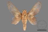 ǦW:Gastropacha pardalis formosana