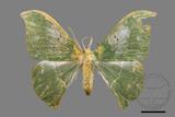 ǦW:Tanaorhinus viridiluteatus