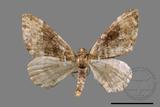 ǦW:Melanthia catenaria mesozona