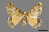 ǦW:Dindica polyphaenaris