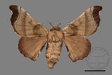 ǦW:Bombyx mandarina formosana