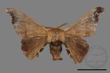 ǦW:Bombyx mandarina formosana