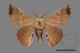 ǦW:Bombyx mandarina formosana