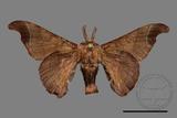 ǦW:Bombyx mandarina formosana