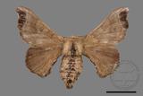 ǦW:Bombyx mandarina formosana