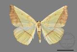 ǦW:Auaxa cesadaria