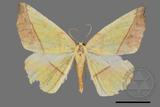 ǦW:Auaxa cesadaria