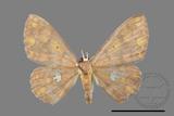 ǦW:Discoglypha locupletata