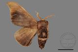 ǦW:Mustilla fusca