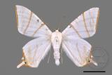 ǦW:Ourapteryx clara formosana