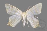 ǦW:Ourapteryx pallidula