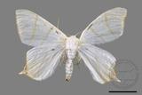 ǦW:Ourapteryx pallidula