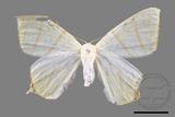 ǦW:Ourapteryx pallidula