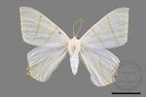 ǦW:Ourapteryx pallidula