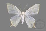 ǦW:Ourapteryx pallidula