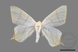 ǦW:Ourapteryx pallidula