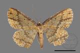 ǦW:Synegia eumeleata